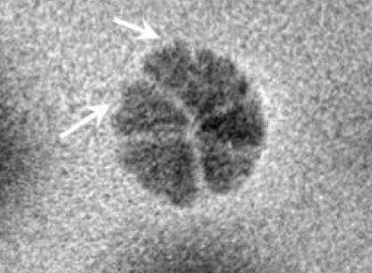 Iron oxide dendrite at 29.8 seconds